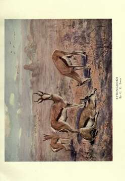 Image of Springbok