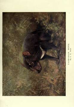 Image of Sarcophilus F. G. Cuvier 1837