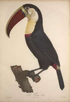 Image of Red-billed Toucan