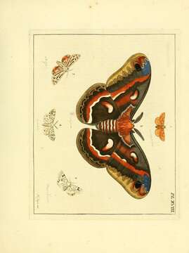 Image de Hyphantria Harris 1841