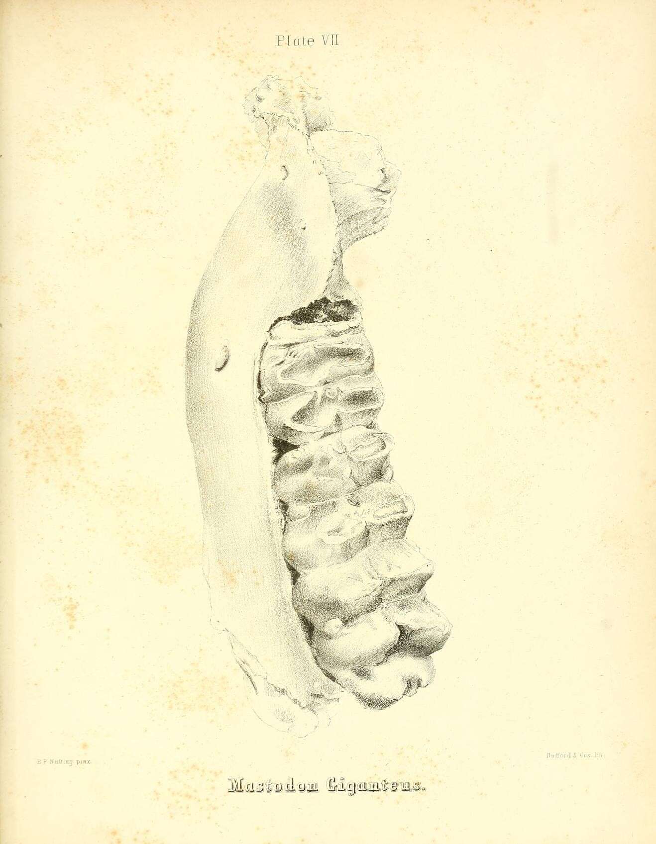 Image of Mammut Blumenbach 1799