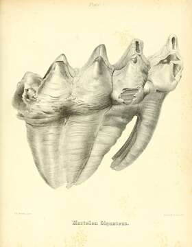 Image of Mammut Blumenbach 1799