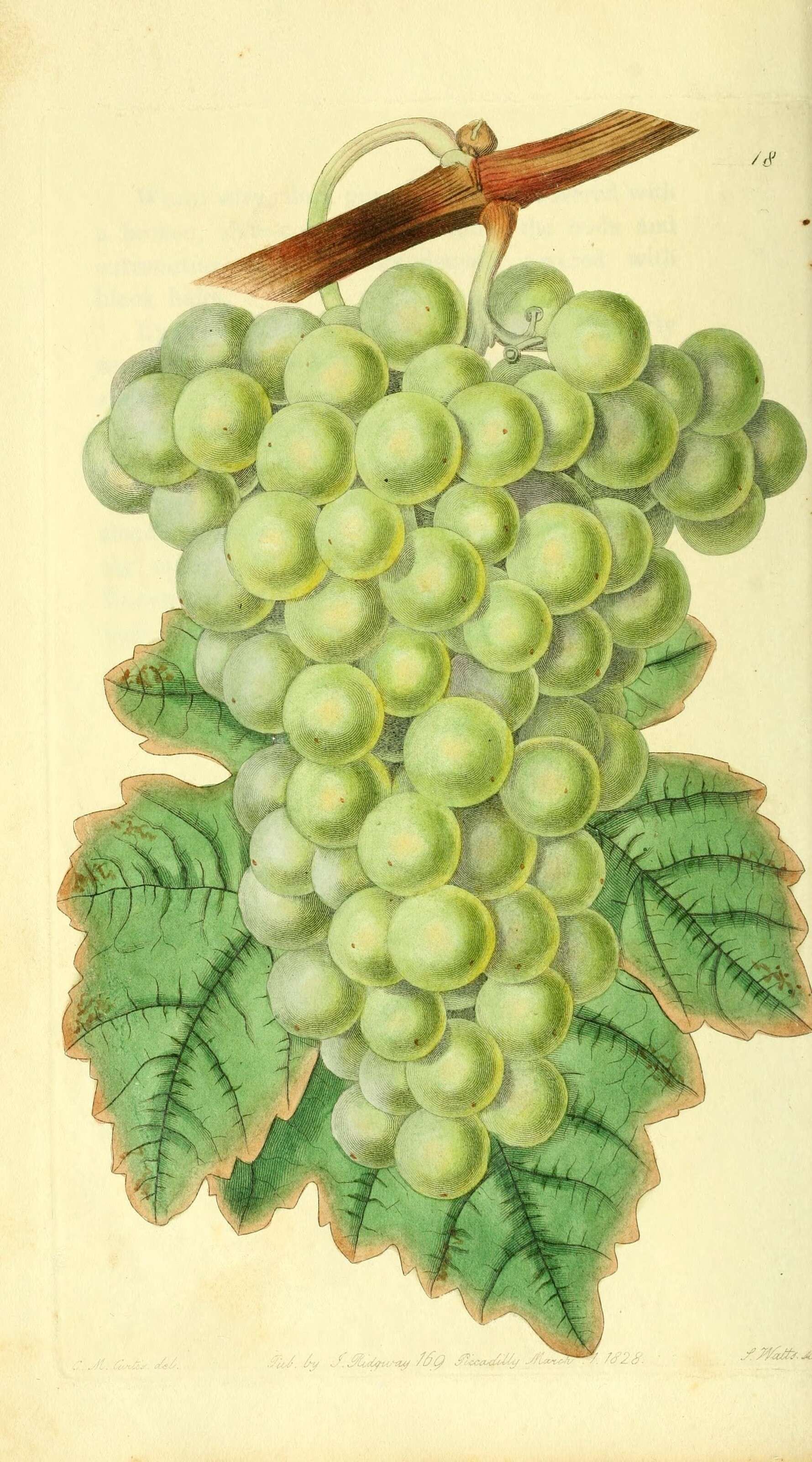 Image of grape