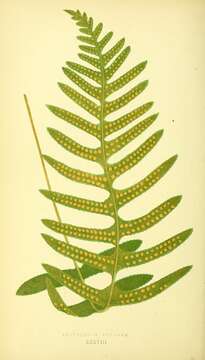 Image of common polypody