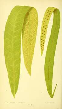 Image of climbing birdsnest fern