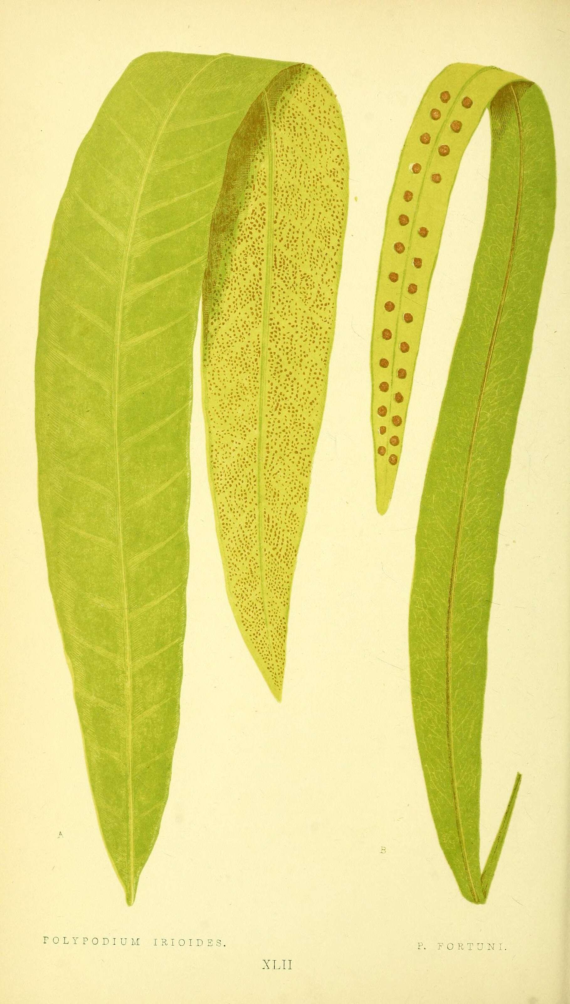 Microsorum punctatum (L.) Copel. resmi