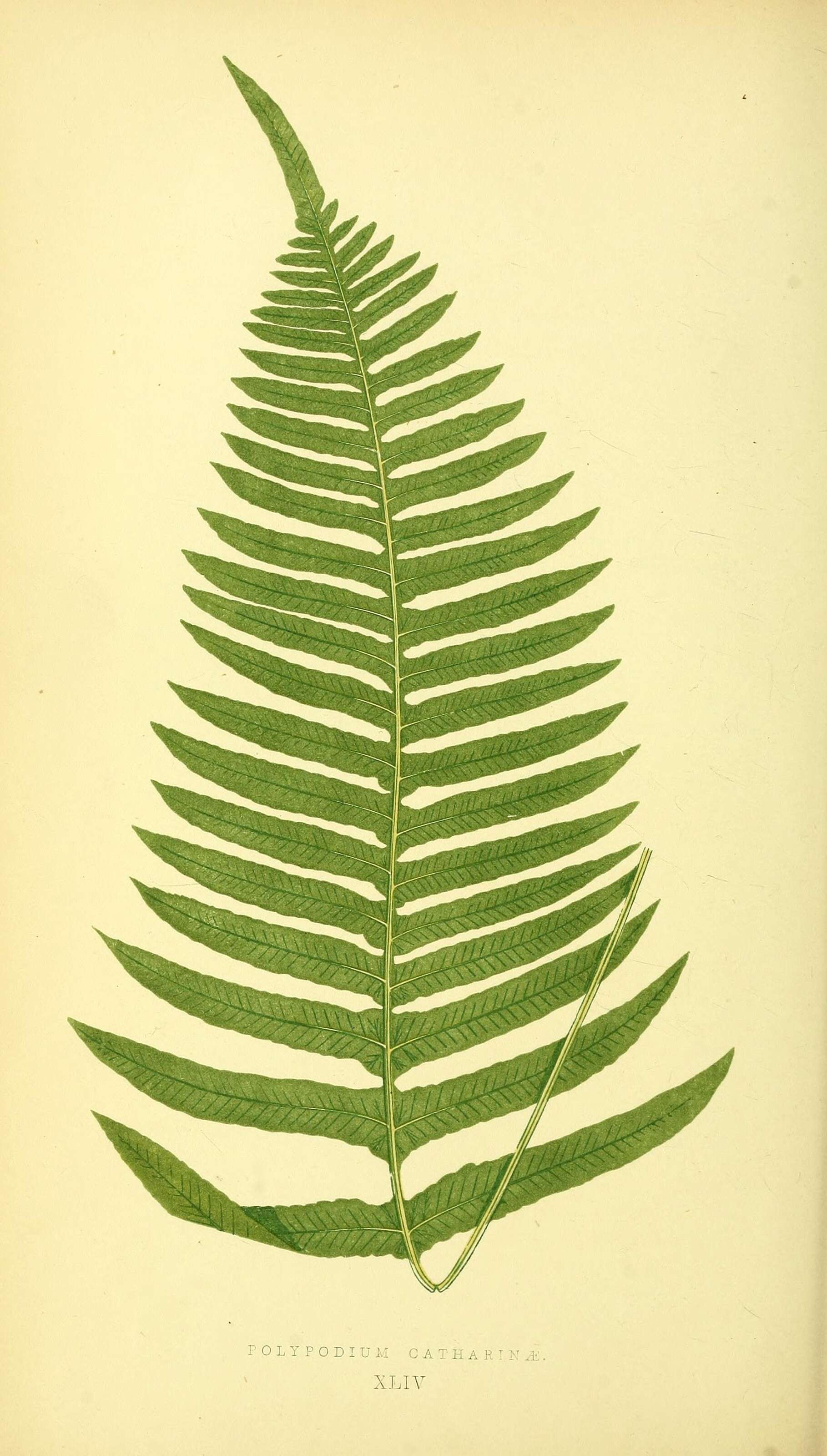 Image of Serpocaulon catharinae (Langsd. & Fisch.) A. R. Sm.