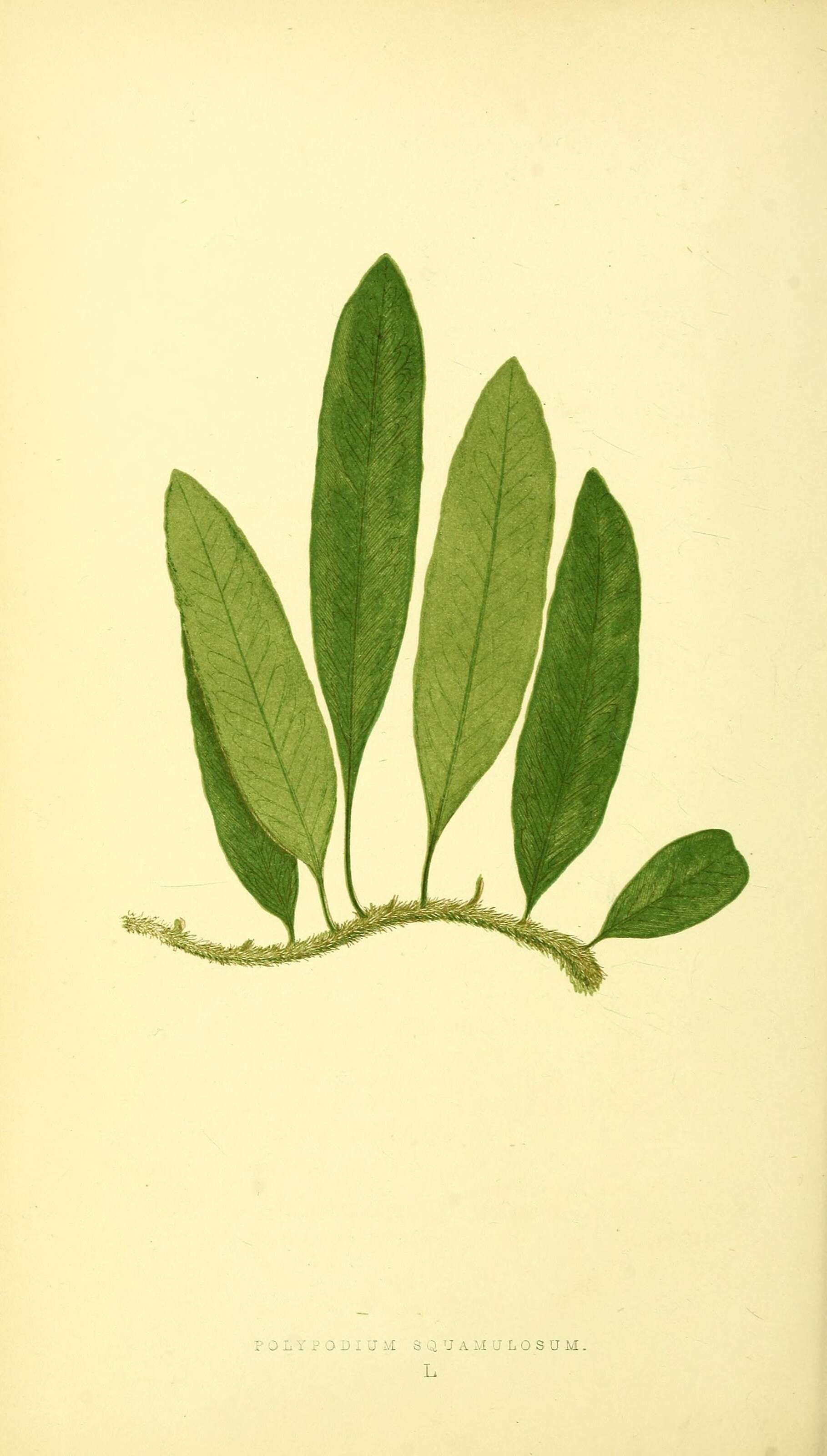 Image of Microgramma squamulosa (Kaulf.) Sota