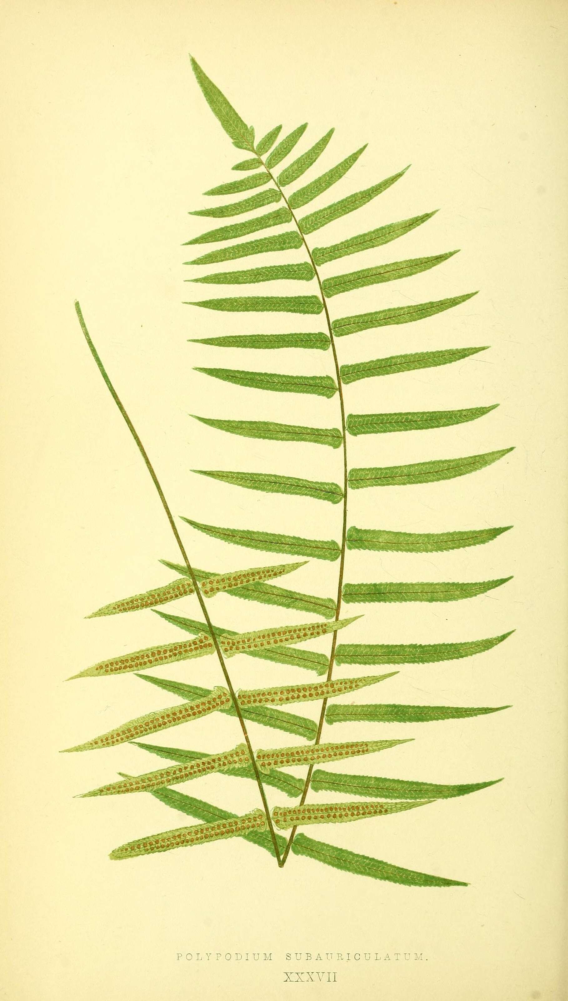Goniophlebium subauriculatum (Bl.) C. Presl resmi