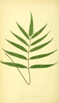 Image of Goniophlebium persicifolium (Desv.) Bedd.