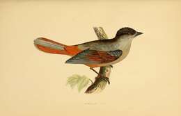 Image of Siberian Jay