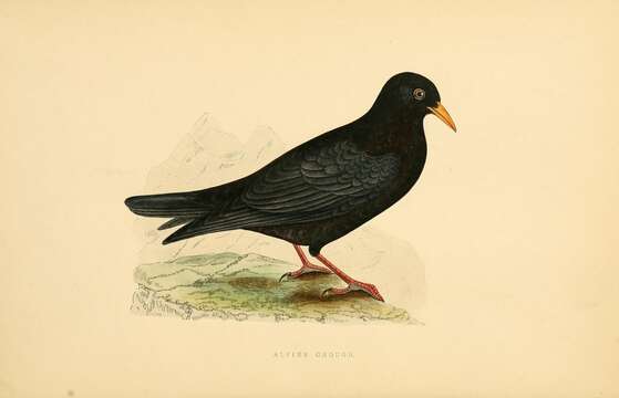 Image of Alpine Chough