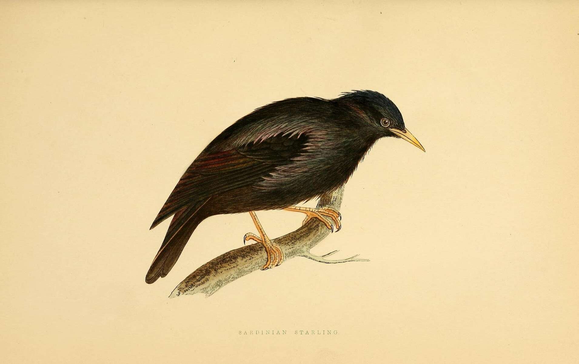 Imagem de Sturnus unicolor Temminck 1820
