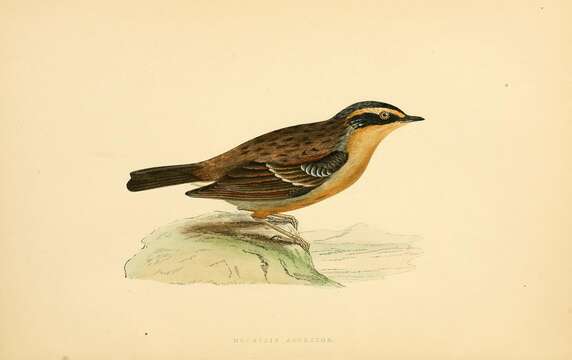 Image of Siberian Accentor