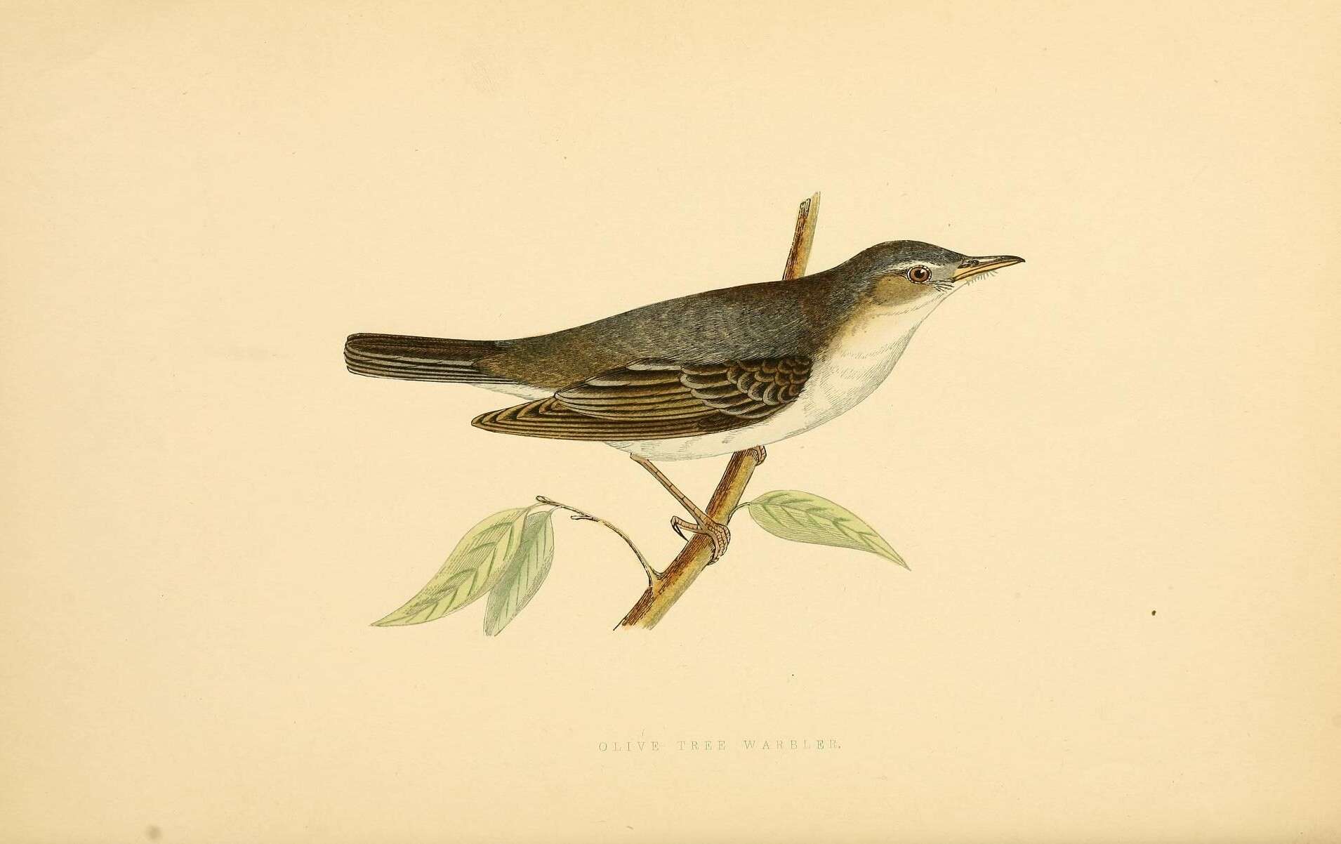 Image of Olive-tree Warbler