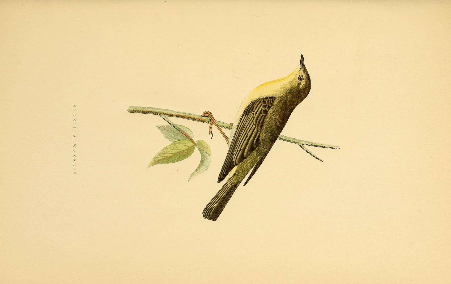 Image of Bonelli's Warbler