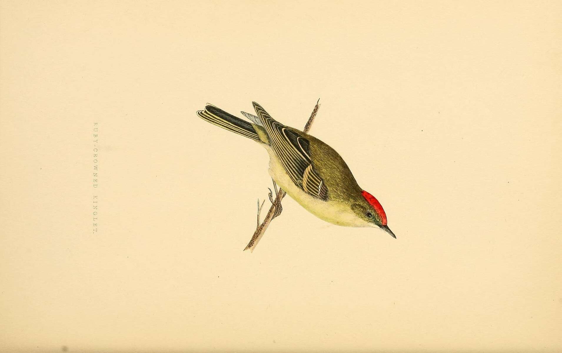 Image of goldcrests and kinglets