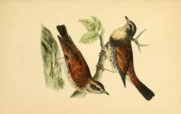 Image of Dusky Thrush