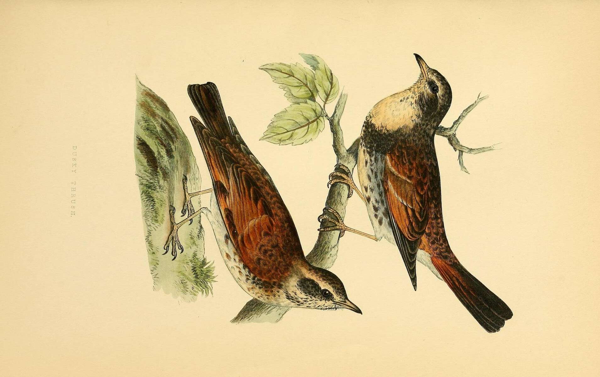 Image of Dusky Thrush