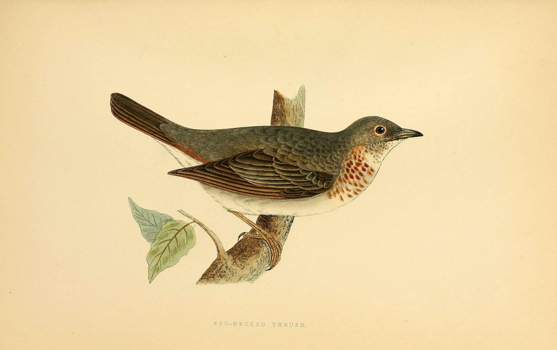 Image of Black-throated Thrush