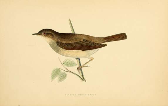 Image of nightingale, common nightingale