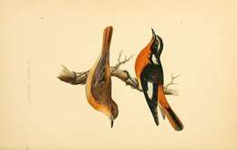 Image of Moussier's Redstart