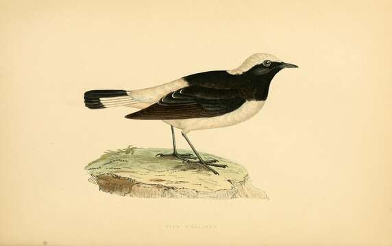 Image of Pied Wheatear