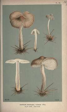 Image of Tephrocybe putida (P. Karst.) M. M. Moser 1967