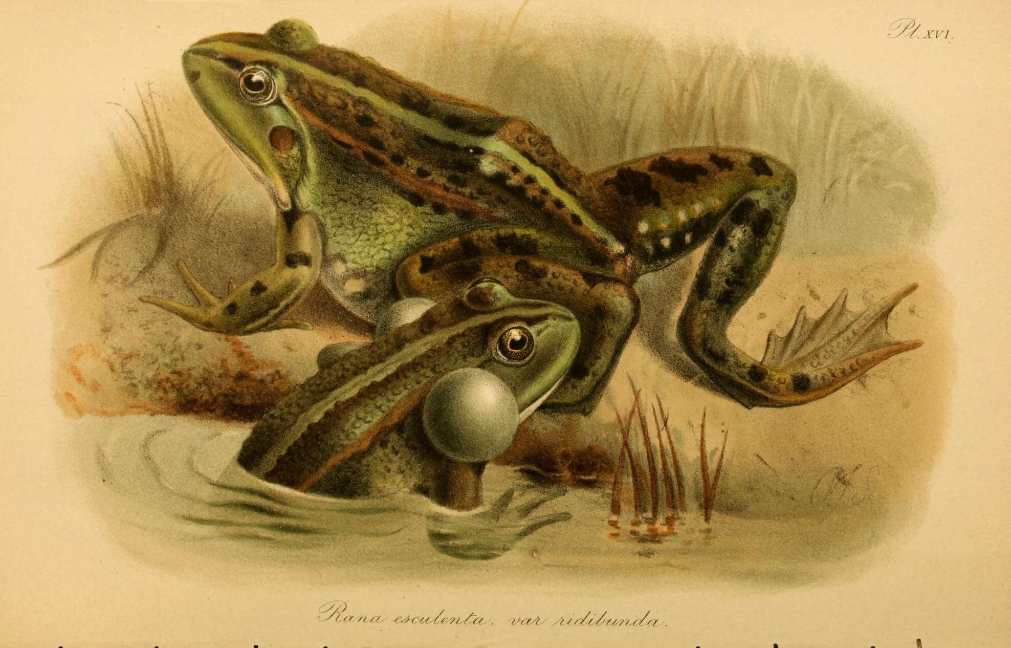 Image of Eurasian Marsh Frog