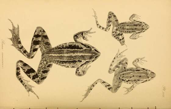 Image of frogs and toads