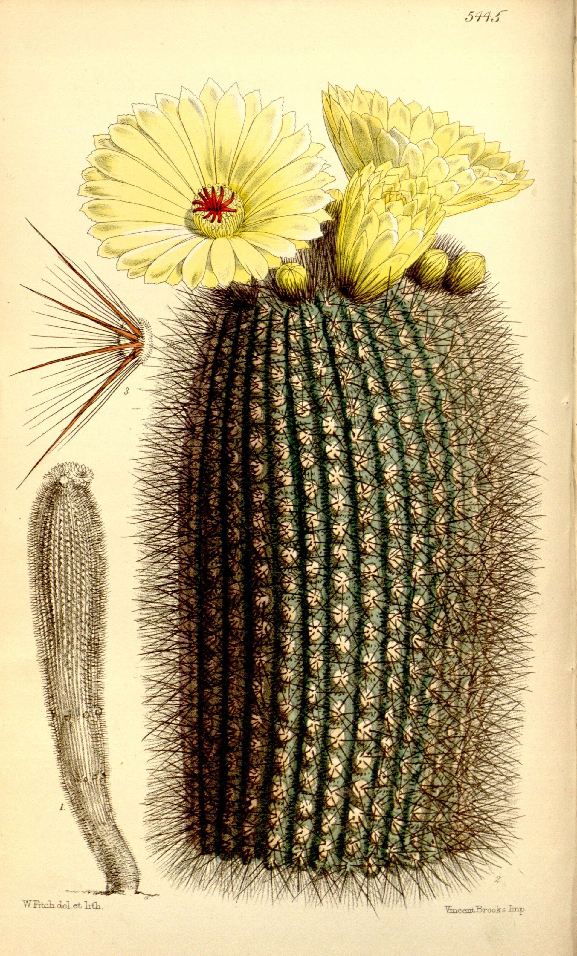 Image of echinocactus