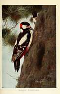 Image of Great Spotted Woodpecker