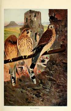 Image of kestrel, common kestrel