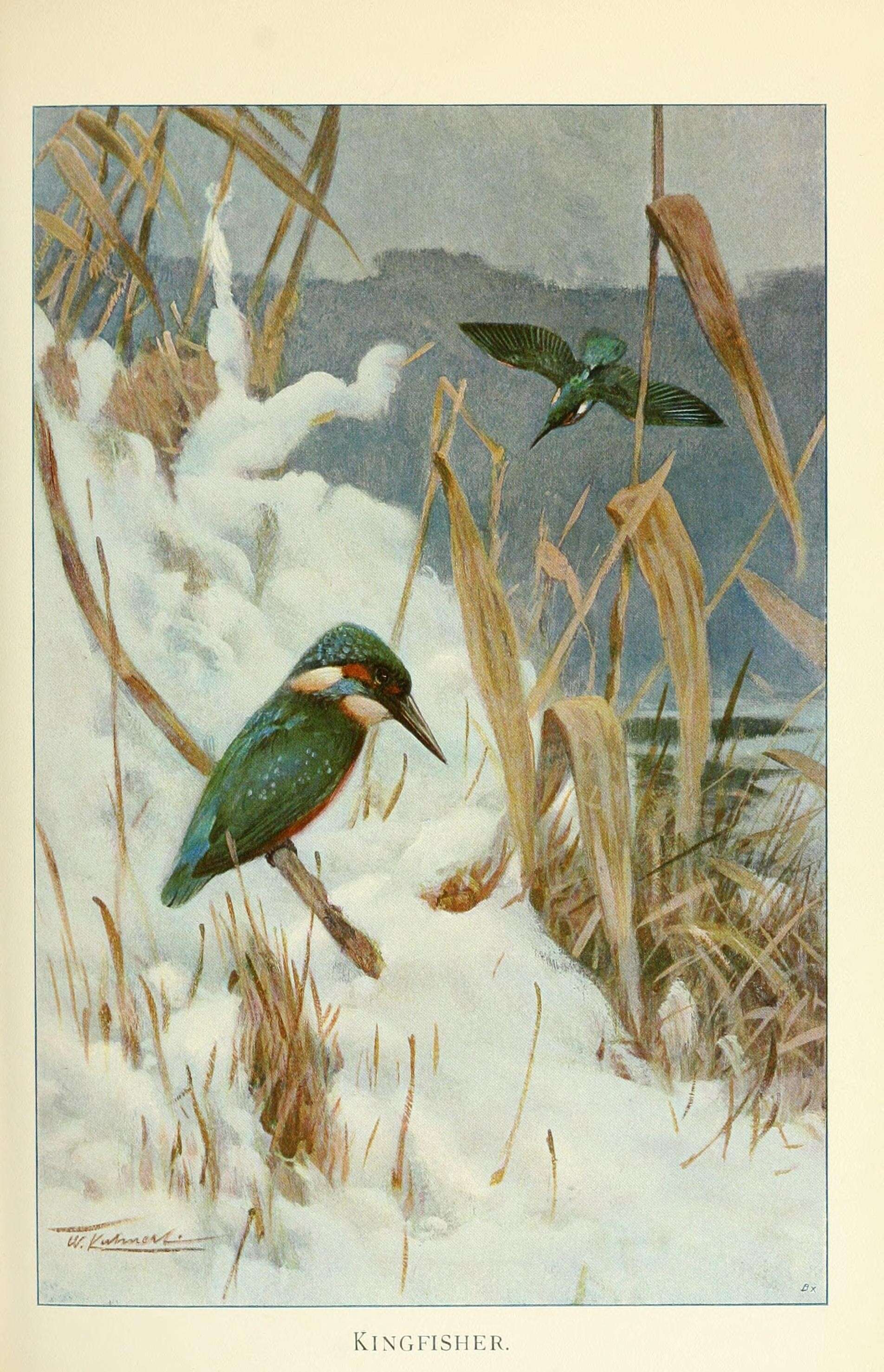 Image of Alcedo Linnaeus 1758