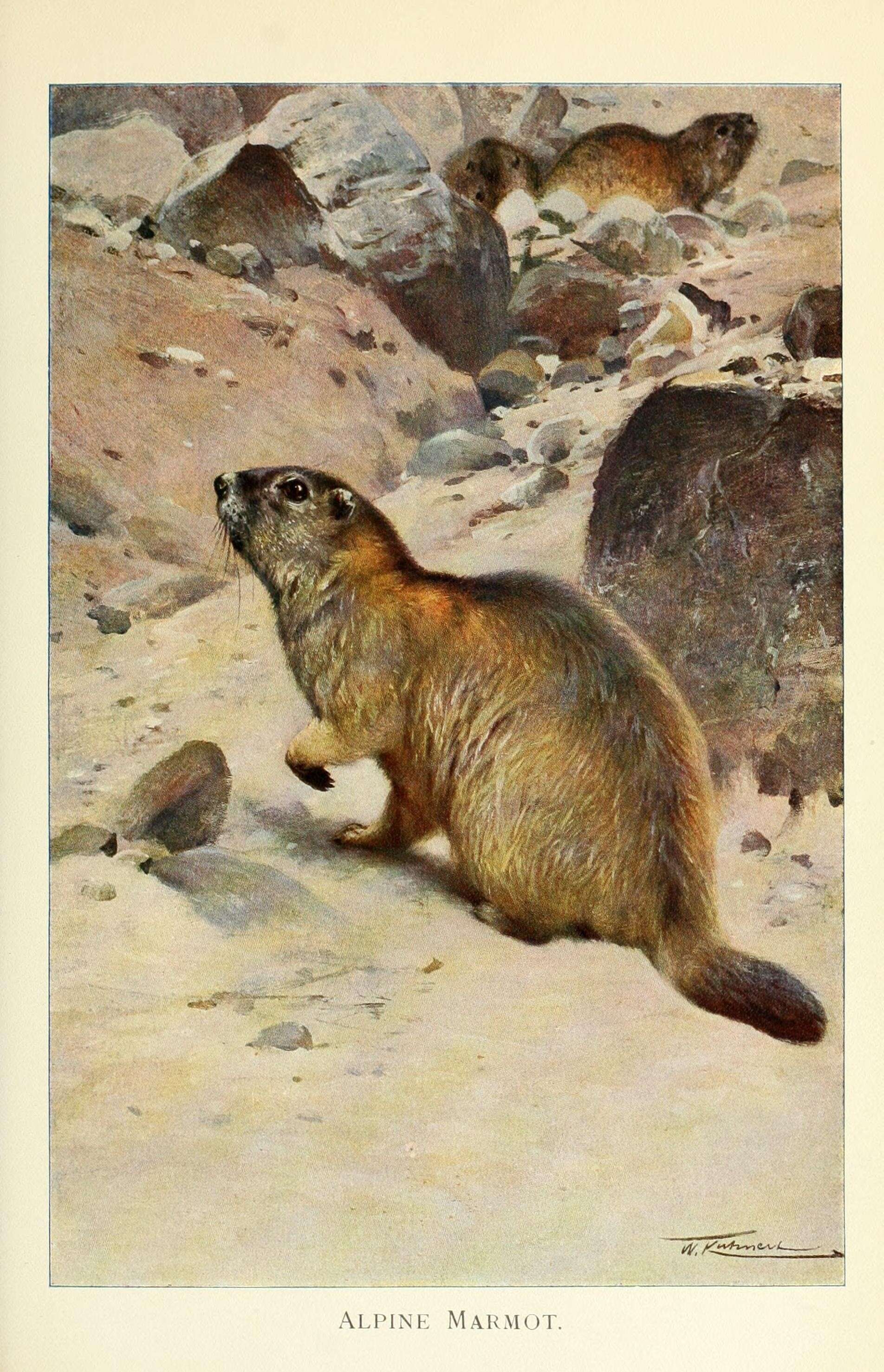 Imagem de Marmota marmota (Linnaeus 1758)