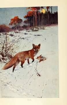 Image of Foxes