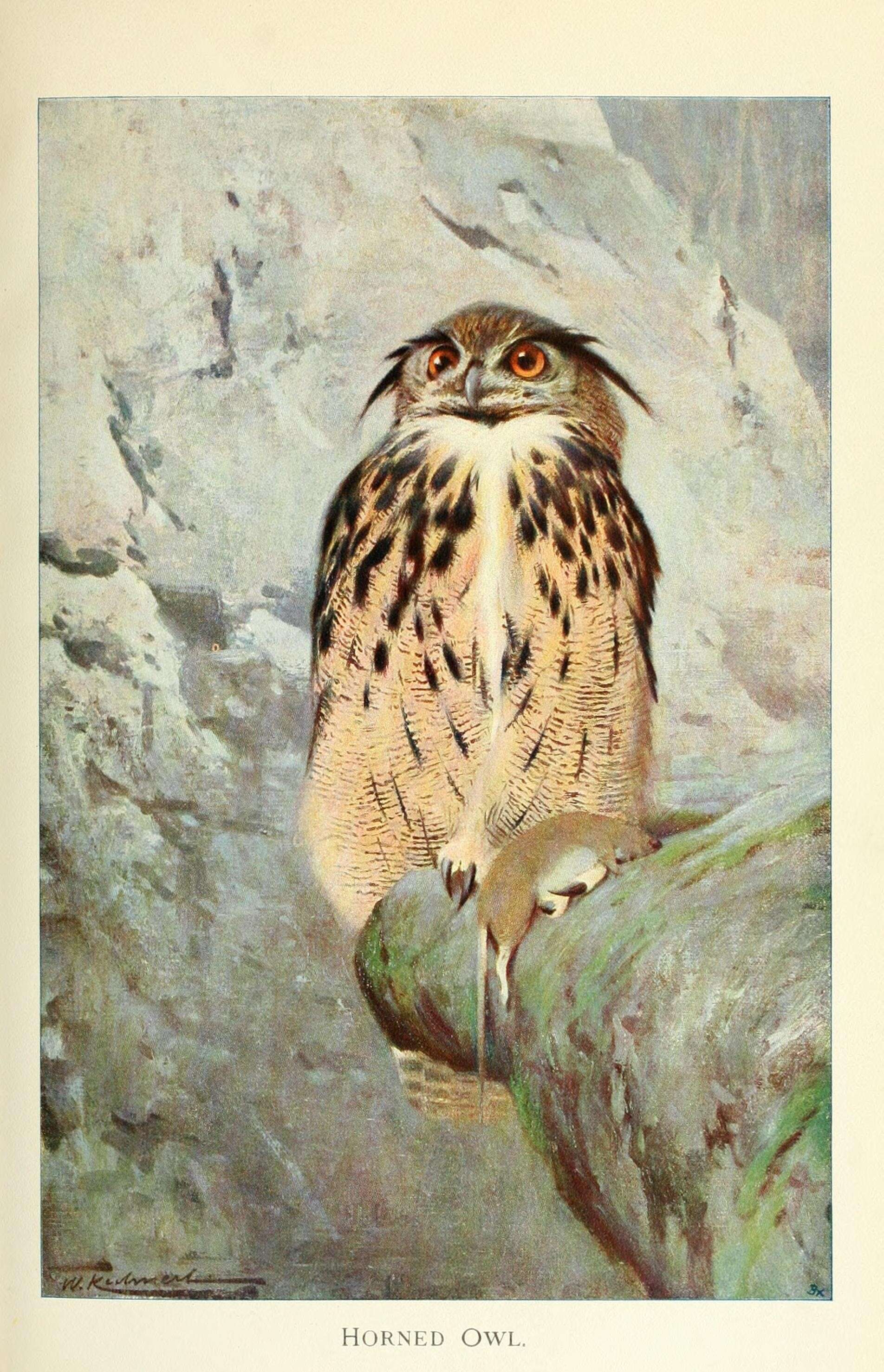 Image of Bubo ignavus