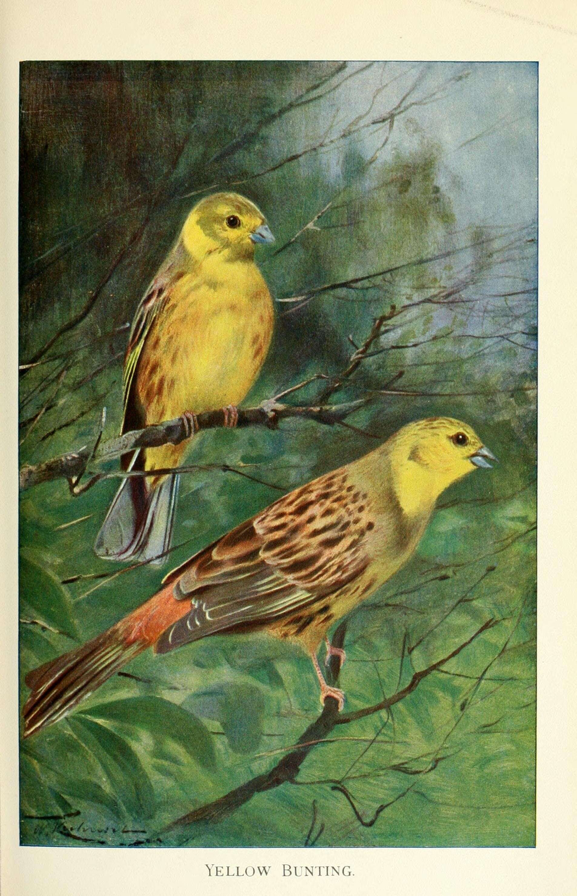 Image of Yellowhammer