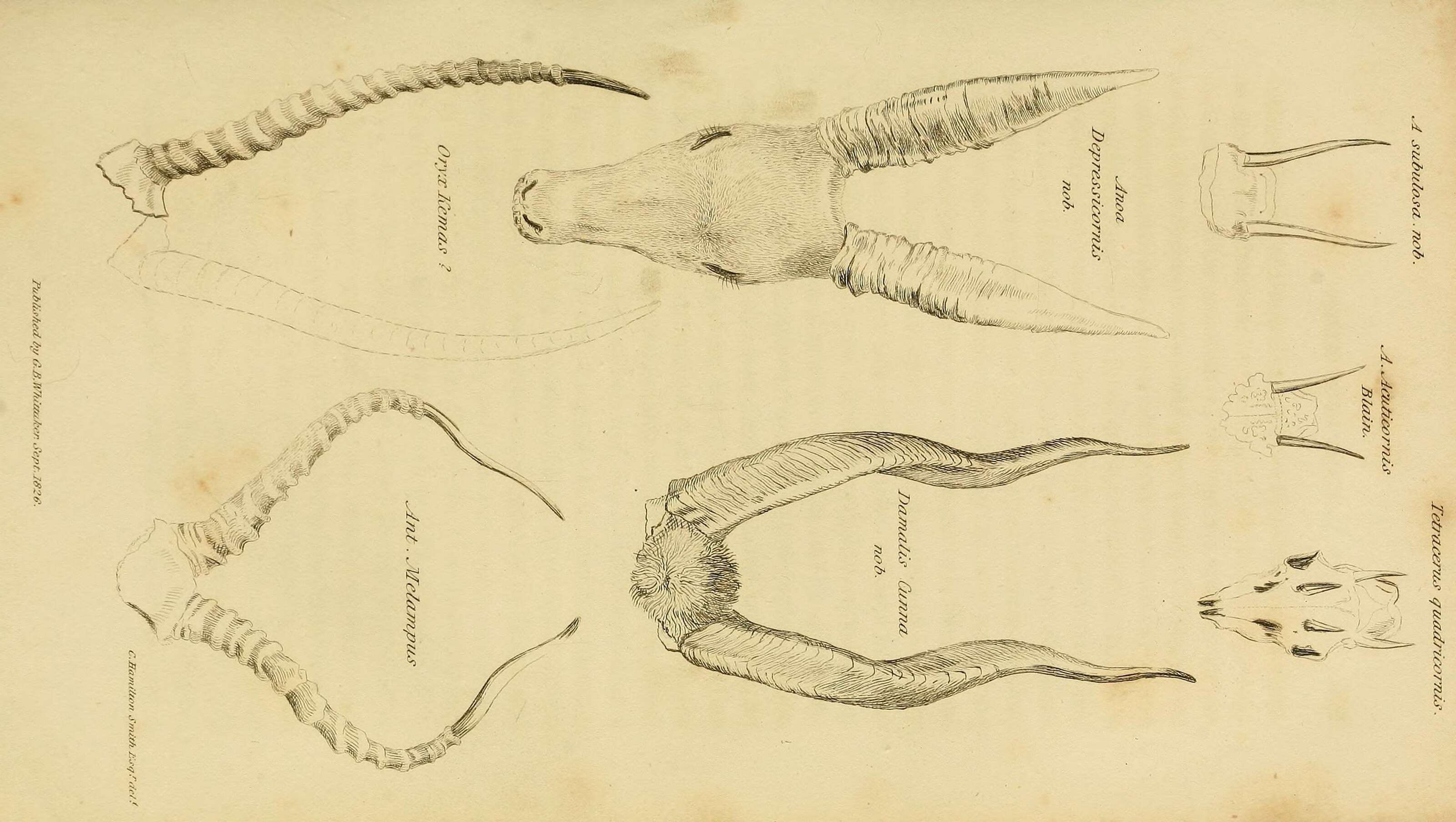 Tetracerus Leach 1825的圖片