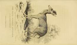 Image of Four-horned Antelope