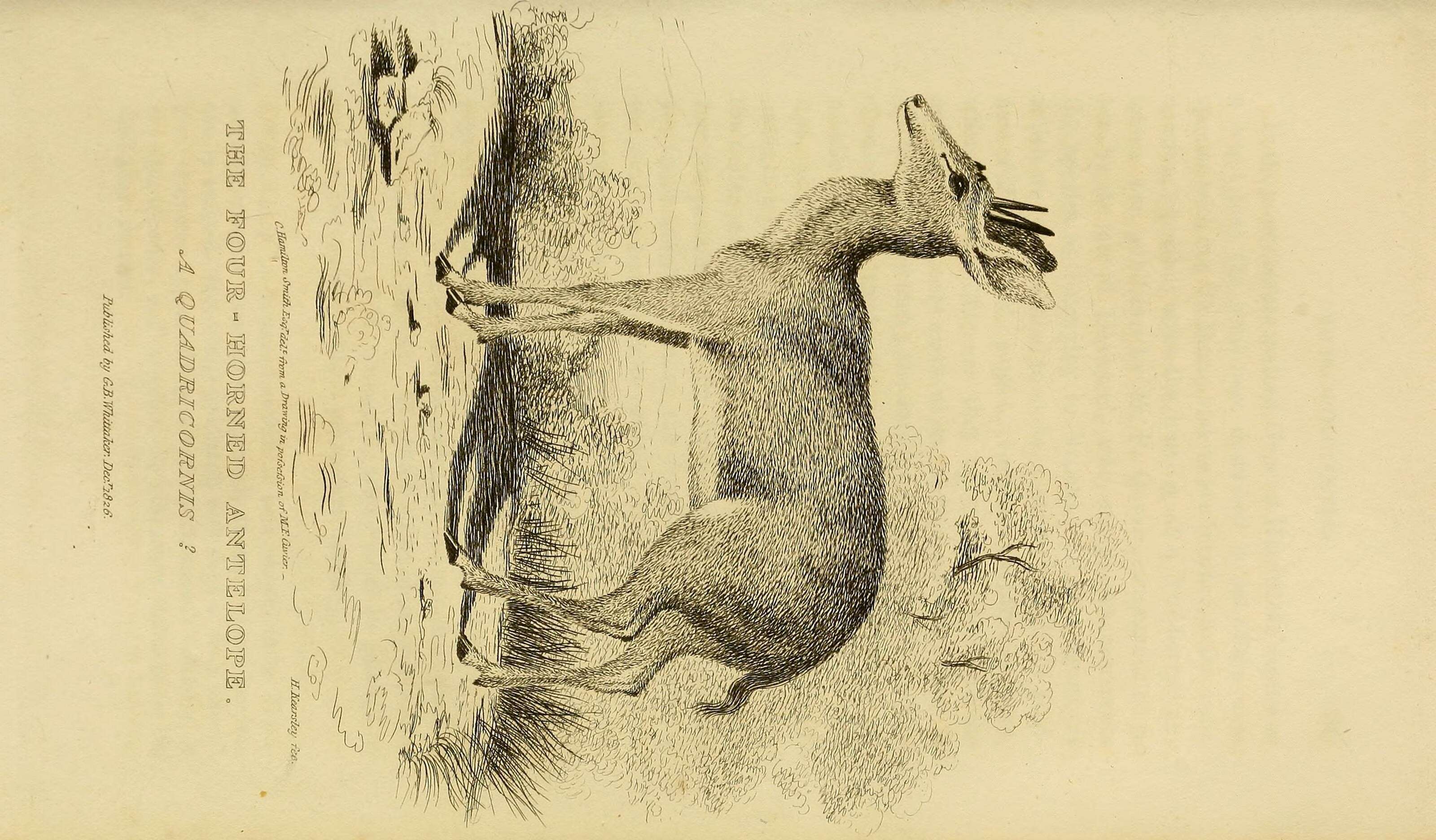 Tetracerus Leach 1825的圖片