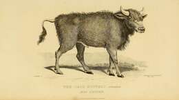 Image of Syncerus Hodgson 1847