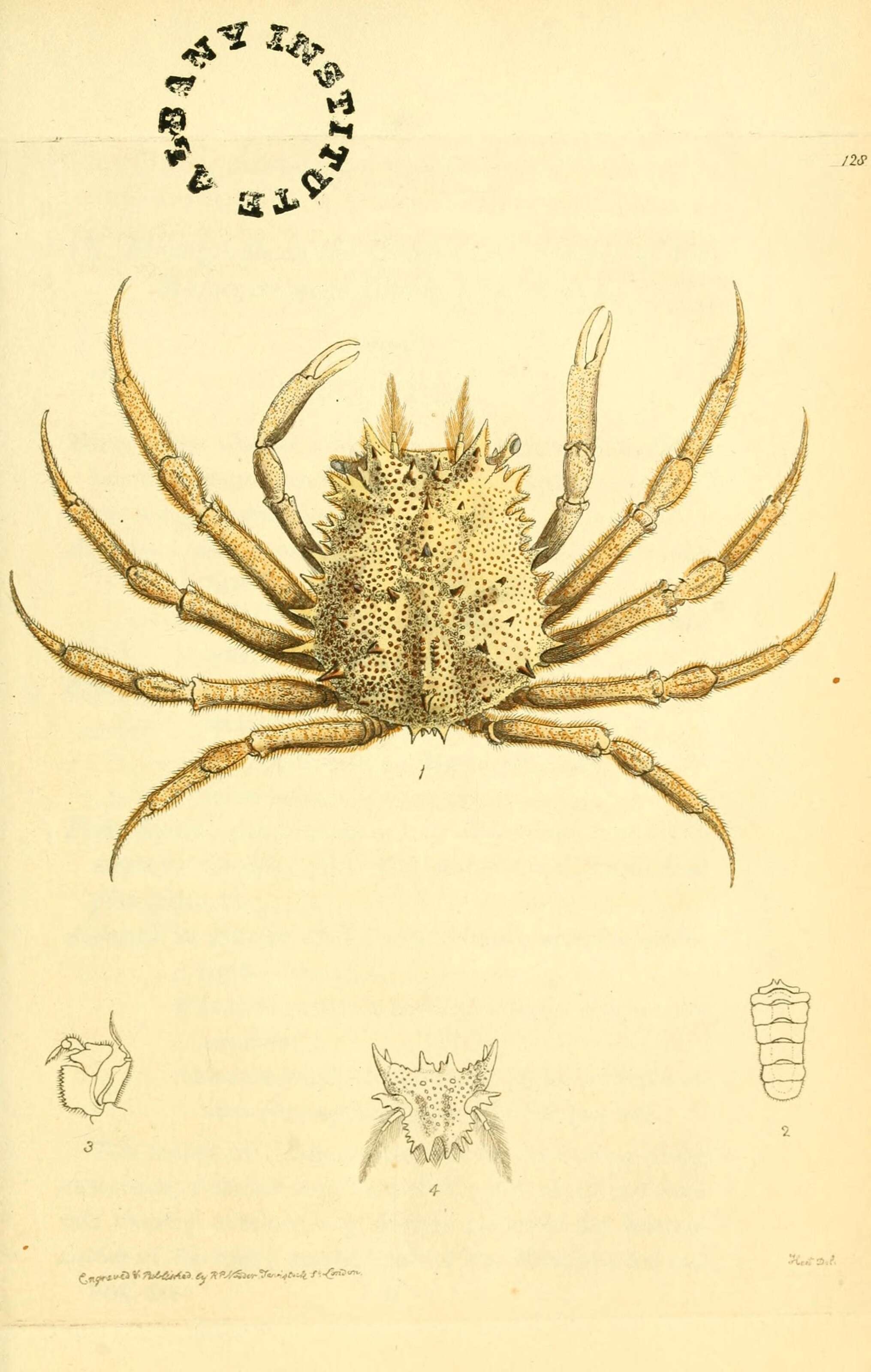 Слика од Micippa cristata (Linnaeus 1758)