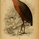 Image of <i>Rallus abyssinicus</i> Rüppell 1845