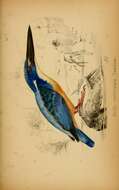 Image of Half-collared Kingfisher