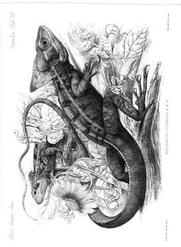 Image of Brown Basilisk