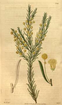 Image of Acacia lineata A. Cunn. ex G. Don