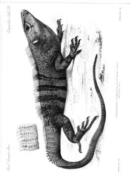 Image of Ctenosaura