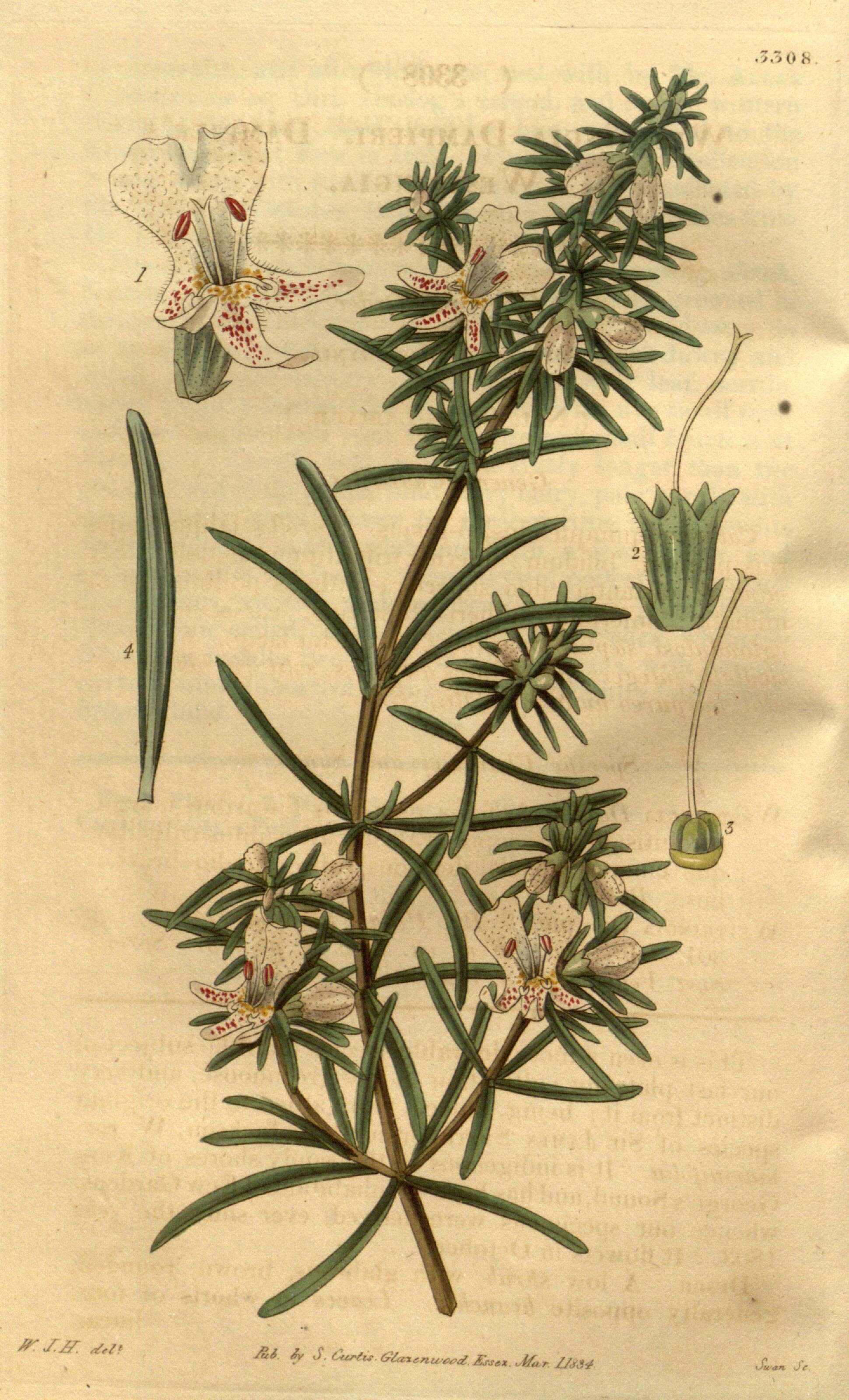 Image of Westringia dampieri R. Br.