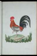 Image of Red Junglefowl